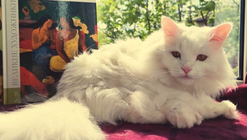 Белый кот и краски. Темпоральная живопись