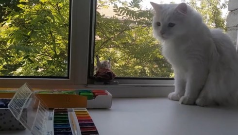 Белый кот и краски. Занятие второе
